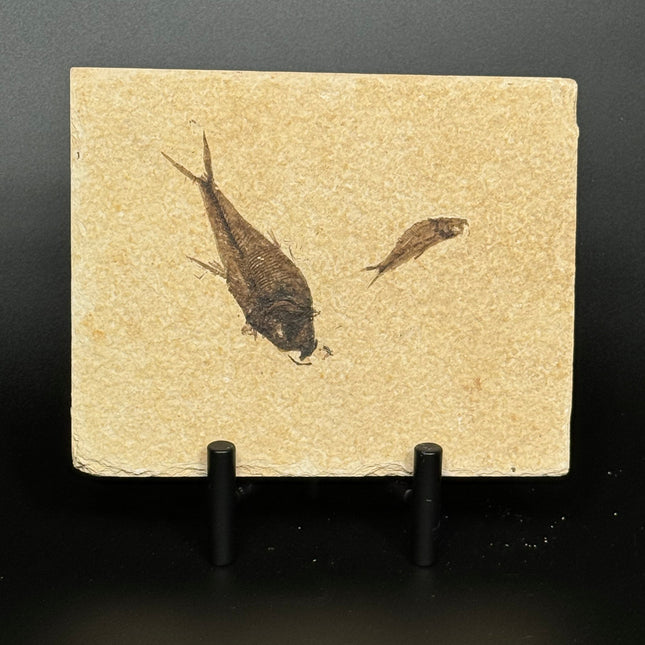 FOSSIL FISH